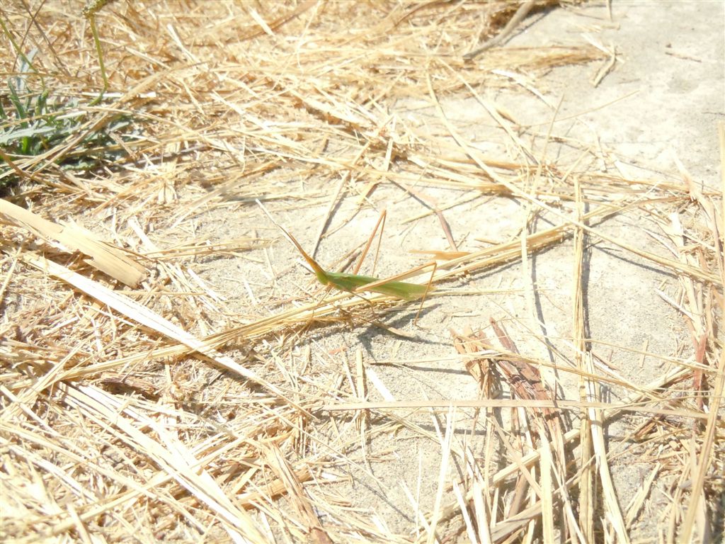 Acrida ungarica mediterranea?